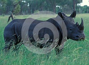 Botswana: A Rhino in the wilderness