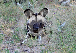 Botswana: Wild dogs are dangerous hunters with sharp teeth