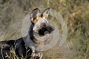 Botswana: Wilddog in the Kalahari