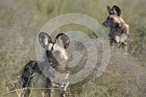 Botswana: Wilddog-Reserve at Grassland Safari Lodge in the central Kalahari