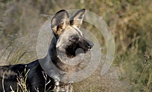 Botswana: Wild dogs are dangerous hunters and killers in the Kalahari