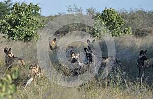 Botswana: Wilddogs are playing around like pupets but are dangerous hunter
