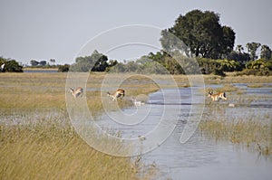 Botswana: Wildlife Game Drive through the Okavango-Delta-swamps photo