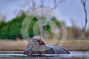 Botswana wildlife. Hippo with open mouth muzzle with toouth, danger animal in the water. Detail portrait of hippo head.