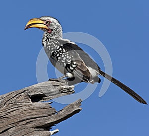 Botswana - Yellowbilled Hornbill