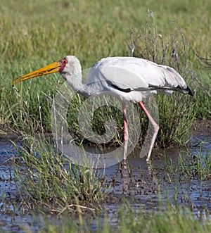 Botswana - Yellowbilled Stork