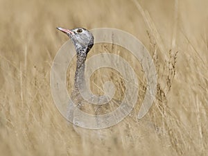 Botswanatrap, White-quilled Bustard, Afrotis afraoides photo