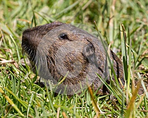 Botta\'s Pocket Gopher emerging from its burrow.