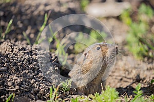 Botta's Pocket Gopher - Thomomys bottae