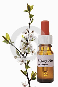 Bottle with Bach Flower Stock Remedy, Cherry Plum(Prunus cerasifera)