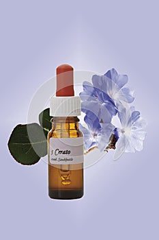 Bottle with Bach Flower Stock Remedy, Leadwort (Ceratostigma)