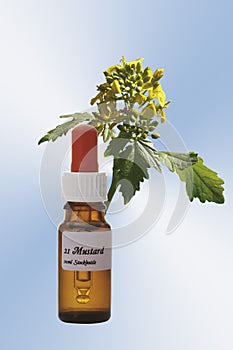 Bottle with Bach Flower Stock Remedy, Mustard (Sinapis arvensis)