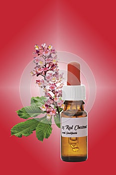 Bottle with Bach Flower Stock Remedy, Red Chestnut (Aesculus carnea)