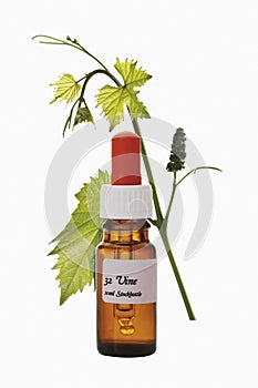 Bottle with Bach Flower Stock Remedy, Vine (Vitis vinifera)