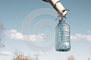 a bottle of birch sap hanging on a tree in early spring while collecting nectar against a blue sky