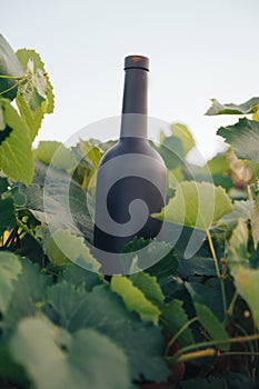 A bottle of black on the background of grape leaves, in the leaves, on the street. vineyard in the countryside. natural