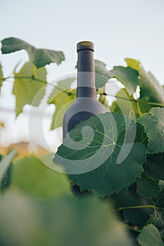 A bottle of black on the background of grape leaves, in the leaves, on the street. vineyard in the countryside. natural