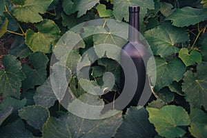 A bottle of black on the background of grape leaves, in the leaves, on the street. vineyard in the countryside. natural production