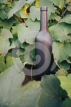 A bottle of black on the background of grape leaves, in the leaves, on the street. vineyard in the countryside. natural production