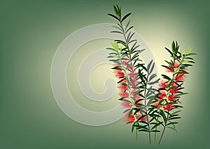 Bottle bruch flower or red callisemon flower on white background