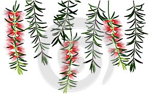 Bottle bruch flower or red callisemon flower on white background