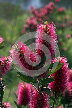 Bottle Brush