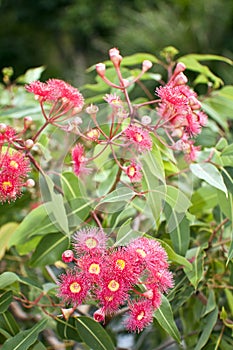 Bottle brush