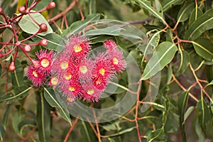 Bottle brush