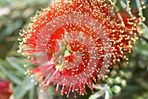 Bottle Brush
