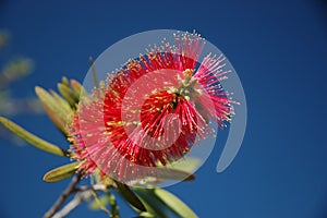 Bottle Brush