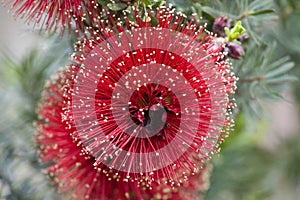 Bottle Brush