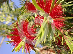 Bottle Brush