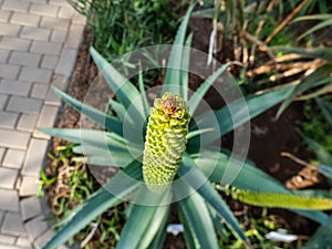 The bottle-brush Aloe Aloe spicata with densely-packed sessile greenish-yellow flowers among green leaves in rosette