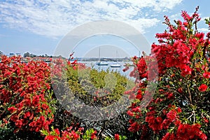 Bottle brush bushes in bloom with a view on Sydney City and Sydney Harbor