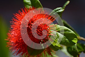 Bottle brush flower magnificient scenic natural view