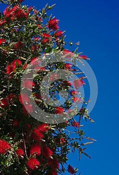 Bottle brush flowers