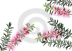 Bottle brush flowers or callistemon ,pink flower on white background,vector