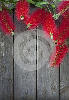 Bottle Brush Flowers Wood Background