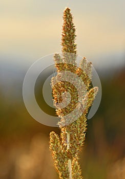 Bottle Brush Like Plant Weed out West in the Rocky Mountains