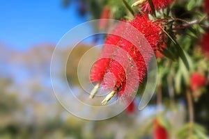 Bottle brush tree, Beautiful exotic red flowers of bottle brush tree. Callistemon, shot in Southern Califonia