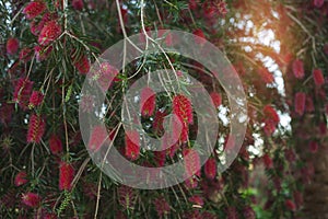 Bottle brush tree/Beauty exotic red flower of bottle brush tree.