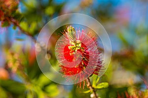 Bottle Brush Tree. Bottlebrush buds