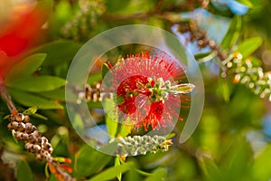 Bottle Brush Tree. Bottlebrush buds