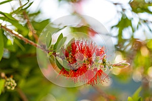 Bottle Brush Tree. Bottlebrush buds