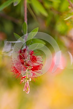 Bottle Brush Tree. Bottlebrush buds