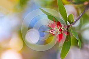 Bottle Brush Tree. Bottlebrush buds