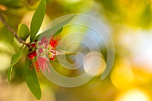 Bottle Brush Tree. Bottlebrush buds