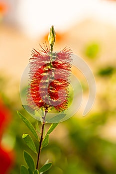 Bottle Brush Tree. Bottlebrush buds