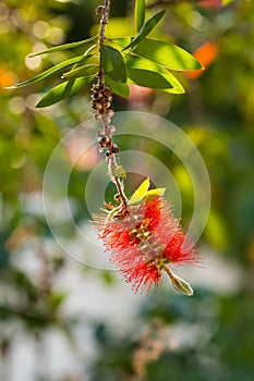 Bottle Brush Tree. Bottlebrush buds