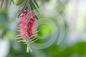 Bottle brush tree,Callistemon tree isolated